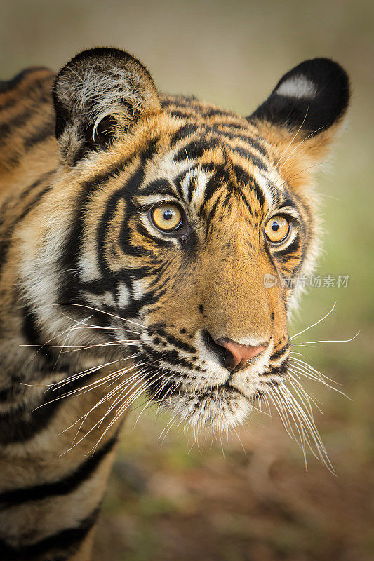 幼年孟加拉虎(Panthera tigris tigris)，野生动物拍摄